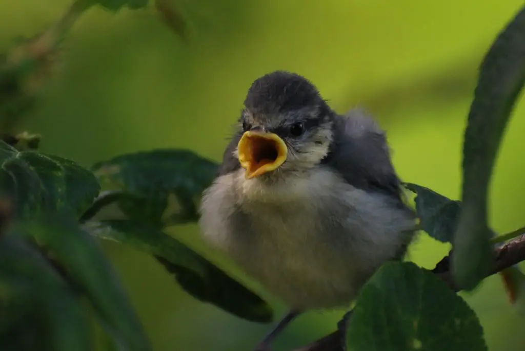 Élever un bébé mésange : conseils, alimentation et soins