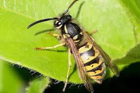 Peut-on laisser un nid de guêpes dans son jardin ?